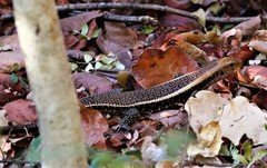 Zonosaurus laticaudatus