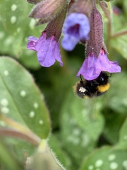 Bombus pratorum