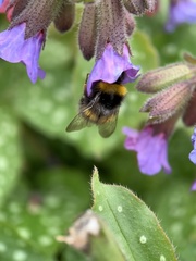 Bombus pratorum