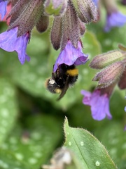 Bombus pratorum