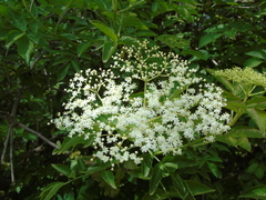 Sambucus nigra