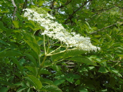 Sambucus nigra