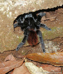 Sericopelma