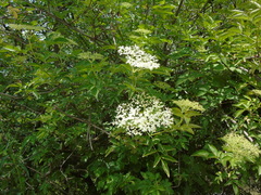 Sambucus nigra