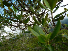Clusiaceae