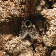 Lepiseodina conspicua