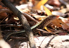 Zonosaurus laticaudatus