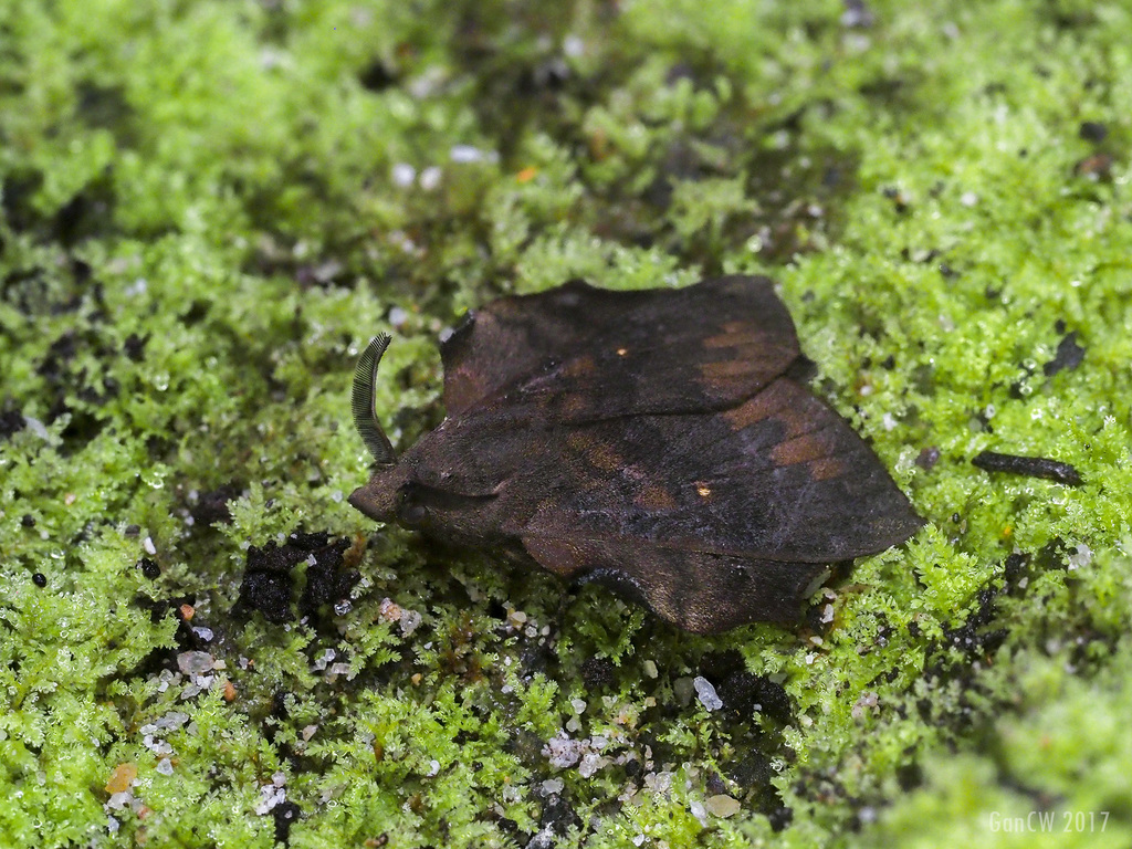 Chonopla