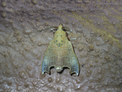 Hallicarnia albipectus
