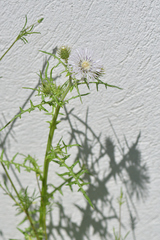 Galactites tomentosus