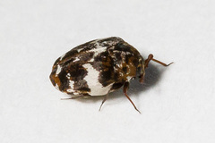 Anthrenus angustefasciatus