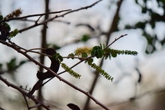 Microlobius foetidus