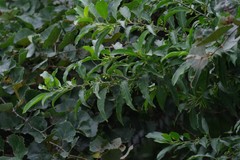 Cestrum laevigatum