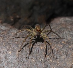 Pardosa sumatrana