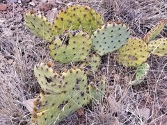 Opuntia chisosensis