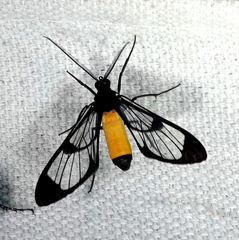 Cosmosoma stibosticta