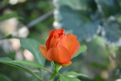 Leuenbergeria bleo