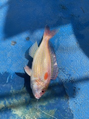 Nemipterus japonicus