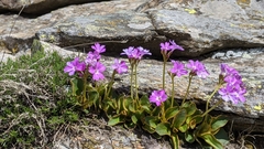 Primula pedemontana