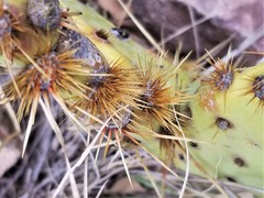 Opuntia chisosensis