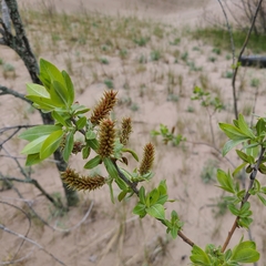 Salix cordata