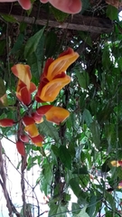 Thunbergia mysorensis