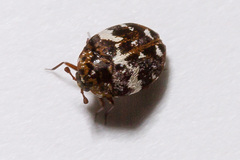 Anthrenus angustefasciatus