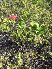 Epidendrum cinnabarinum