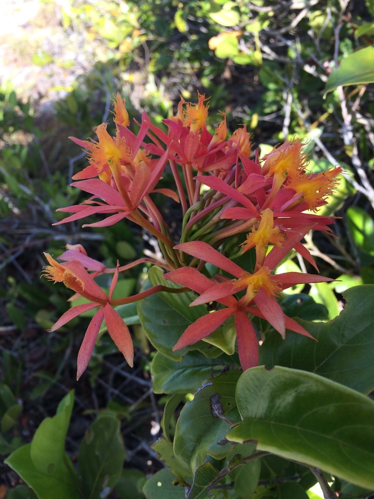 Epidendrum cinnabarinum