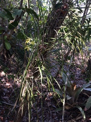 Brassavola