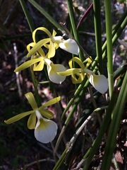 Brassavola