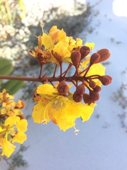 Magnoliopsida