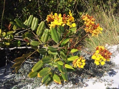 Magnoliopsida