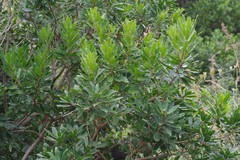 Protorhus longifolia