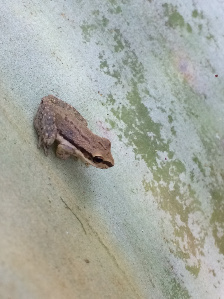 Porto Seguro Snouted Tree Frog