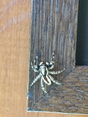 Menemerus bivittatus