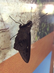 Hesperiidae