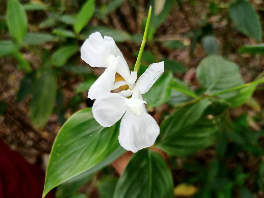 Schumannianthus benthamianus (Schumannianthus benthamianus)
