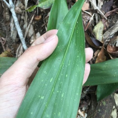 Aspidistra daibuensis