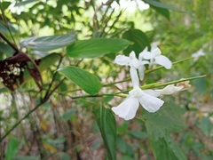 Schumannianthus benthamianus
