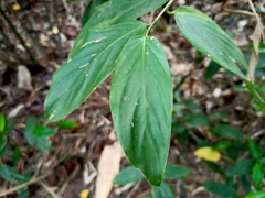 Schumannianthus benthamianus