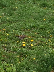 Turdus pilaris