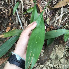 Aspidistra daibuensis