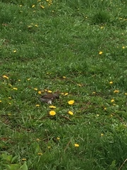 Turdus pilaris