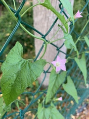 Convolvulus farinosus