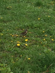 Turdus pilaris