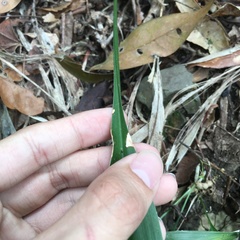 Aspidistra daibuensis