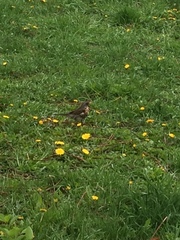 Turdus pilaris