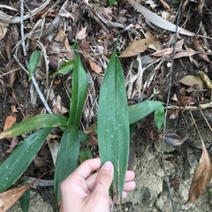 Aspidistra daibuensis