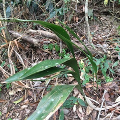 Aspidistra daibuensis